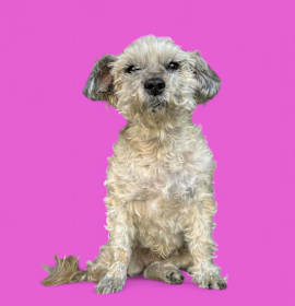 Photo of Chi Chi