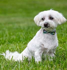 Photo of Charlie