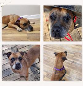 Photo of Karma *WAIVED FEE