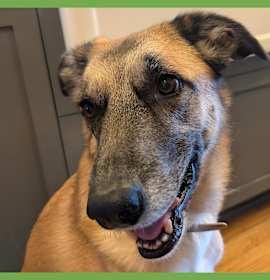 Photo of Kona