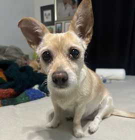 Photo of Piper