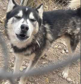 Photo of Blueboy, Redboy, Charlieboy