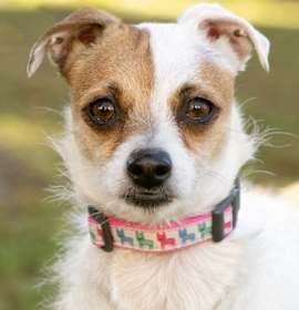 Photo of Jingle