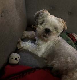 Photo of Timmy - NDMR TN