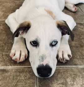 Photo of Elvis/Diego