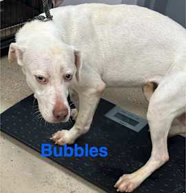 Photo of Bubbles