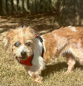 Opie (NJ) FRIENDLY! photo 3