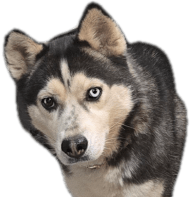 Photo of Josie