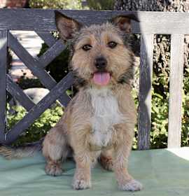 Photo of Baxter Boo