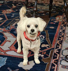 Photo of SAMMY