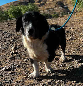 Photo of Ichabod