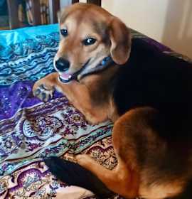 Photo of DIXIE