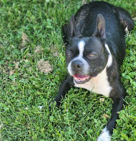 Photo of Louis Courage -  4257 IN