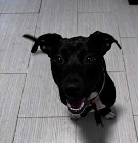 Photo of Shorty (brandon)