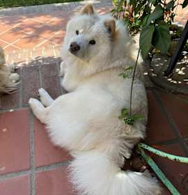 Photo of Marcello