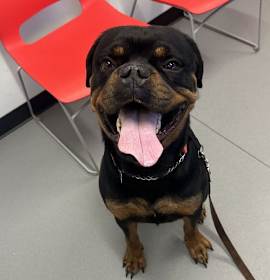 Photo of Reign Beau Bear