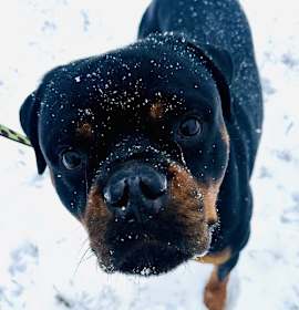 Reign Beau Bear photo 2