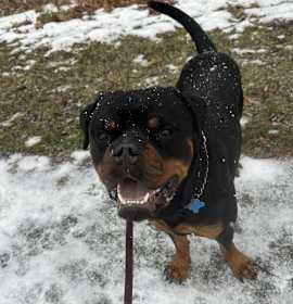 Reign Beau Bear photo 3