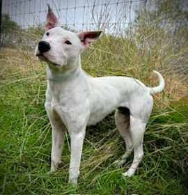 Photo of Dulce