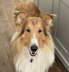 Photo of Bentley