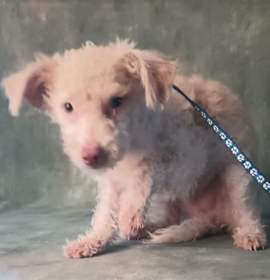 Photo of Hey Fuzzy