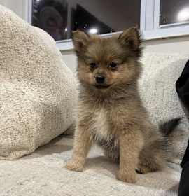 Photo of Teddy