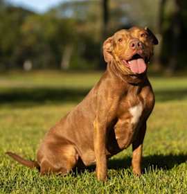 Winnie - 23287 photo 2