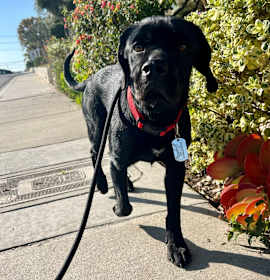Photo of Barnabus