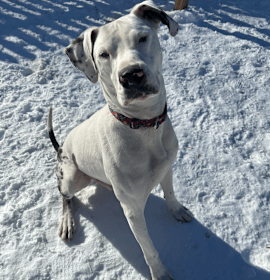 Photo of Loki