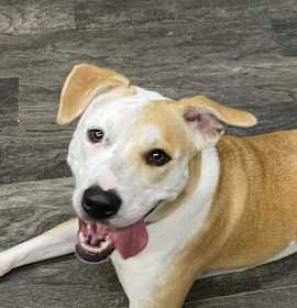 Photo of Pepper- GRADUATED FROM PAWS-IN-PRISON.