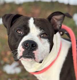 Mr. Maverick photo 1