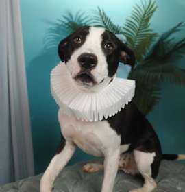 Flat Stanley photo 2