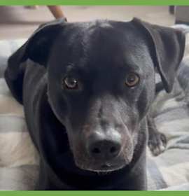 Photo of Tucker