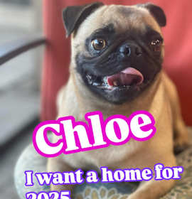 Photo of Chloe