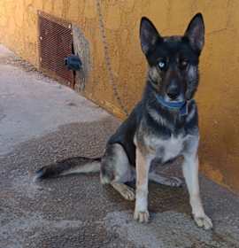 Photo of Suki