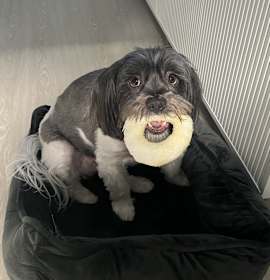Photo of Gypsy