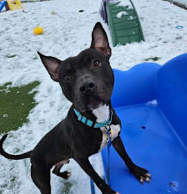 Pringle II 7 photo 1