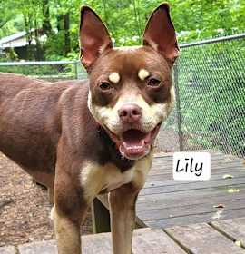 Photo of Della / Lily