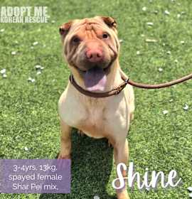 Photo of Shine