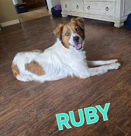 Photo of Ruby