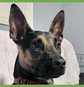 Photo of Scooby