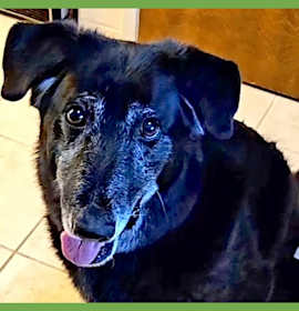 Photo of Snuffles