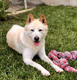 Photo of Ollie IN LA!!