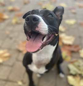 Photo of Tippy trace