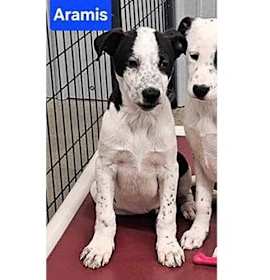Photo of Lori's Aramis