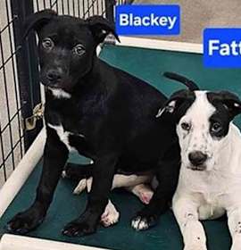 Photo of Lori's Blackey