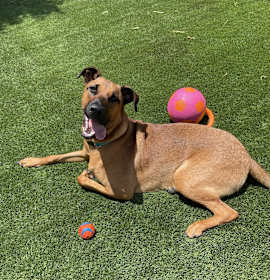 Photo of Apollo
