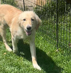 Photo of Cutter (Baseball Litter '25)