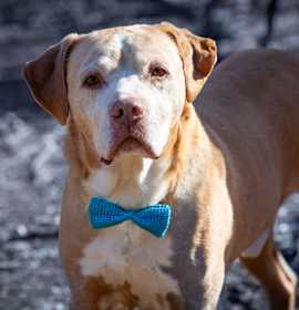 Photo of Buddy