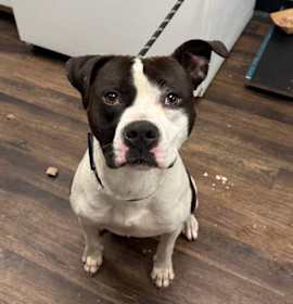 Mr. Maverick photo 3